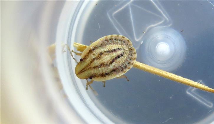 Pentatomidae:  ninfa di Sciocoris sp.